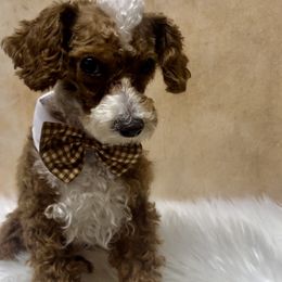 Chai - Poodle