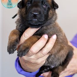 Black Collar - Fawn Belgian Malinois puppy in Fredonia, Arizona from Zion Malinois