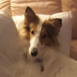 Millenium - Collie