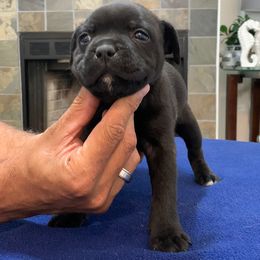 Staffordshire Bull Terrier Puppies from Miguel's Staffordshire Bull Terriers