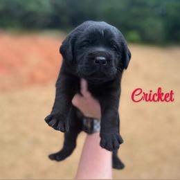 Cricket - Black female Labrador Retriever puppy in Lenoir, North Carolina from Wooten Retrievers
