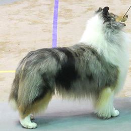 Collies and Shetland Sheepdogs from Sunway Kennels