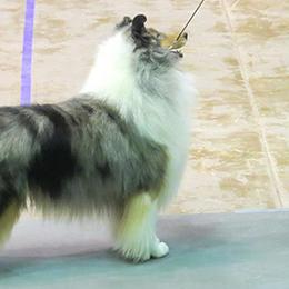 Collies and Shetland Sheepdogs from Sunway Kennels