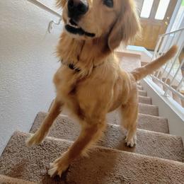 Golden Retriever All Grown Up from Cosmic Gold Golden Retrievers