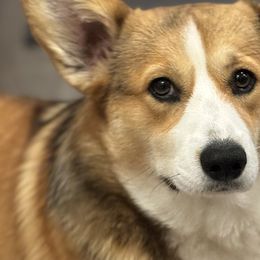 Lilo - Pembroke Welsh Corgi