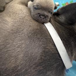 French Bulldog Puppies from The Frenchie Ravine Connection LLC