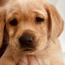 Labrador Retriever and Pembroke Welsh Corgi Puppies from Burress Family Farm and Kennels