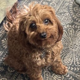 Lola - Cavapoo