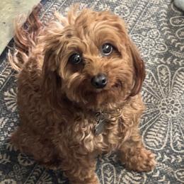 Lola - Cavapoo