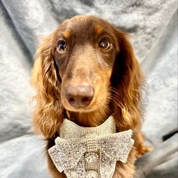 Floki - Dachshund