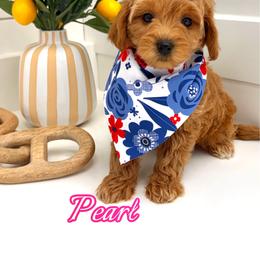 Pearl - Apricot female Goldendoodle puppy in Buford, Georgia from Petite Posh Puppies