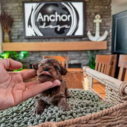 Girl 2 - Sable female Yorkipoo puppy in Hooper, Utah from Anchor Dogs