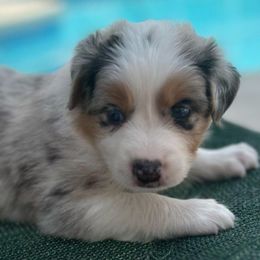 Australian Shepherd Puppies from Out of the Blue Aussies