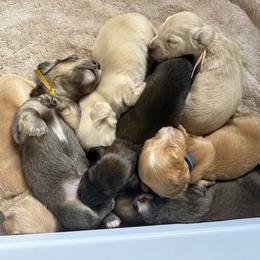 Dachshund Puppies from Seaside Doxies
