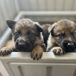 German Shepherd Puppies from Fürstenpalast German Shepherds