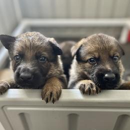 German Shepherd Puppies from Fürstenpalast German Shepherds