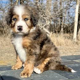 Chocolate Merle Boy - Chocolate merle male Bernedoodle puppy in Sioux Falls, South Dakota from WhiskeyCreek Doodles