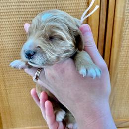 "May at 2 Weeks" Goldendoodle Puppies from Our Golden Willow