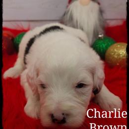 Charlie Brown - Black and white male Sheepadoodle puppy in Farley, Iowa from Iowa's Doodle Co.