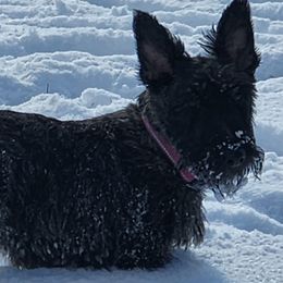 Luna - Scottish Terrier