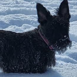 Luna - Scottish Terrier