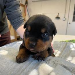 Female 3 orange - Black and rust female Rottweiler puppy in Aspers, Pennsylvania from Vom Uberlegenen Rottweilers