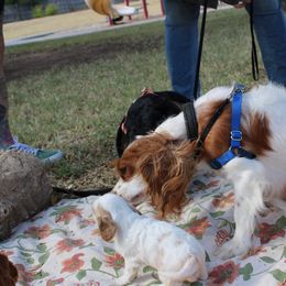 Cavalier King Charles Spaniel Puppies from Critter's Cottage Cavaliers