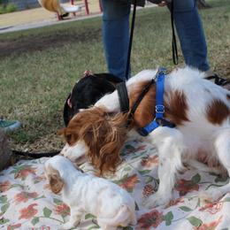 Cavalier King Charles Spaniel Puppies from Critter's Cottage Cavaliers