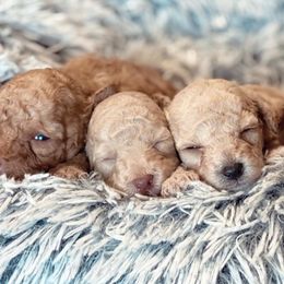 Poodles from Jazmin’s Poodles & Co