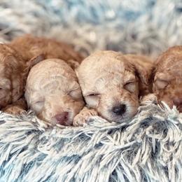Poodles from Jazmin’s Poodles & Co