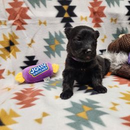 Purple collar - Sable female German Shepherd puppy in Ramsey, Illinois from Haus-Farr German Shepherds