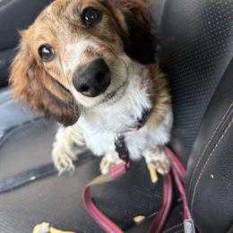 Dachshund Puppies from Dandelion Doxies