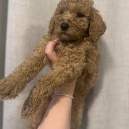 Light blue - Apricot male Goldendoodle puppy in Sanford, Florida from Florida Coast Golden Doodles