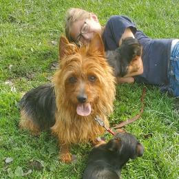 Lucy - Australian Terrier