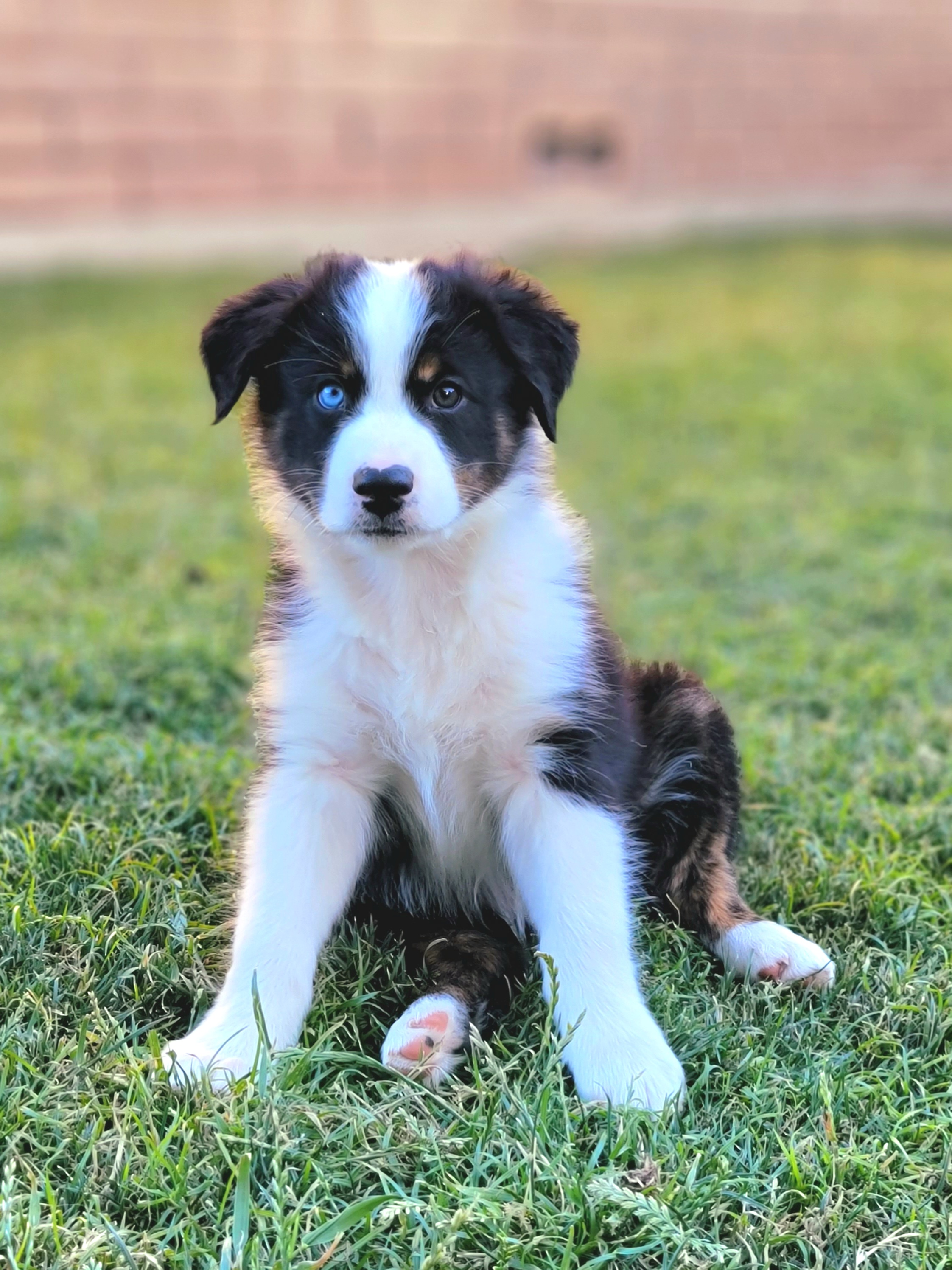 Mack - Black tri-color Australian Shepherd puppy in Glendale, Arizona from Kerr Aussies