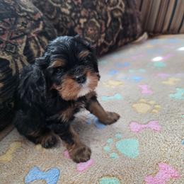 Mateo - Black and tan male Cavalier King Charles Spaniel puppy in Lehi, Utah from Angels and Nobility Cavaliers