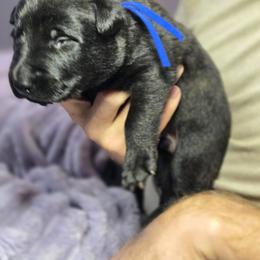 Blue Collar Male - Gold brindle male Dutch Shepherd puppy in Dallas, Georgia from Bluestone Creek Dutch Shepherds