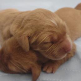 Girl 2 - Dark golden female Golden Retriever puppy in Grand Meadow, Minnesota from Root River Retrievers