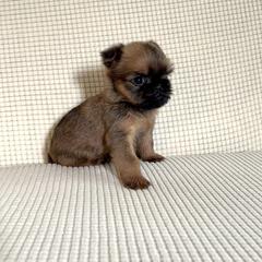 Brussels Griffon Puppies from Butler Brussels Griffon