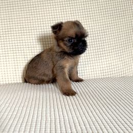 Brussels Griffon Puppies from Butler Brussels Griffon