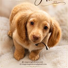 Flint - Cream male Dachshund puppy in Shawnee, Oklahoma from Magic Eagle Miniature Dachshunds