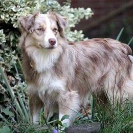 Miniature American Shepherd and Miniature Australian Shepherd All Grown Up from Rocking 2R Kennel