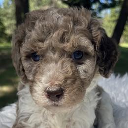 Aussiedoodles and Poodles from Doodle & Poodle Palace