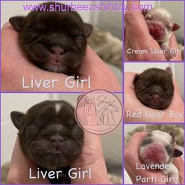 Shih Tzu Puppies from Shurbeez Shih Tzu