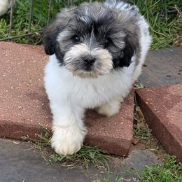 Mia - Tri-color Coton de Tulear puppy in Mead, Oklahoma from Bar W Cotons