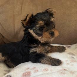 Palmer - Black and tan male Yorkshire Terrier puppy in Dexter City, Ohio from Harriman's Yorkshire Terriers