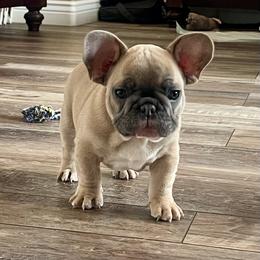 Rascal - Blue fawn male French Bulldog puppy in Perris, California from Queenbeebullies