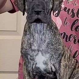 Great Danes from Konkoly-Thege Danes