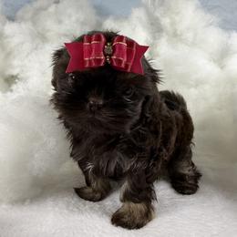 Mercedes - Chocolate and tan female Shih Tzu puppy in Columbia, Kentucky from Lisa Bandy Shih Tzu