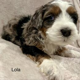 Lola - Merle female Bernedoodle puppy in Sandy, Oregon from MC Doodles